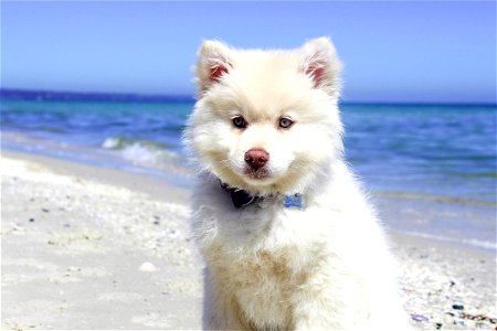 Portrait Of Dog Standing On Beach photo