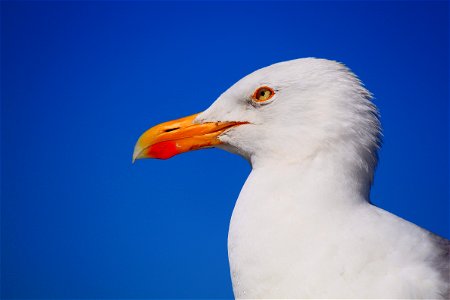 Albatross Bird photo