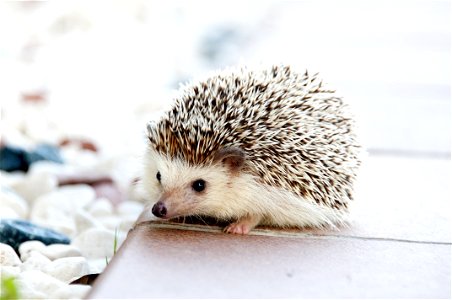 Hedgehog On Walkway photo