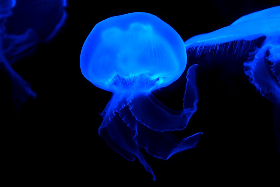 Blue Effect Colored Jellyfish photo