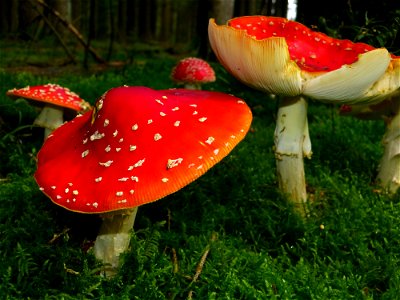 Red Mushrooms Surrounded By Green Grass photo