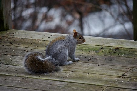Squirrel On Wooden Deck photo