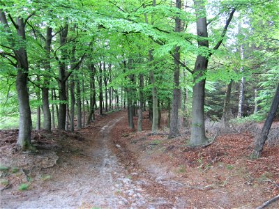 Mixed Loof- En Dennenboomlaan
