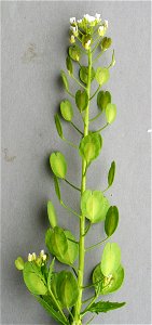 Plants OB 417