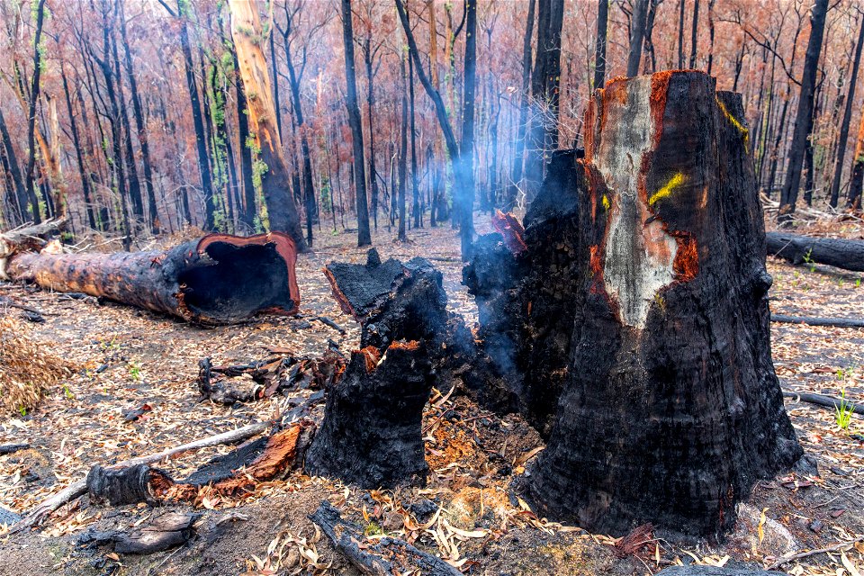 Post-bushfire recovery in Australia