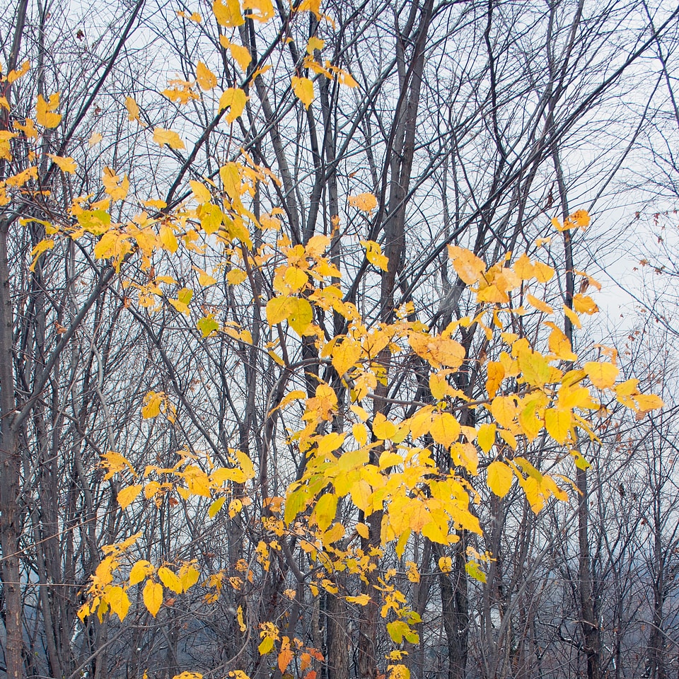 leaves