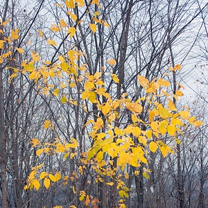 leaves