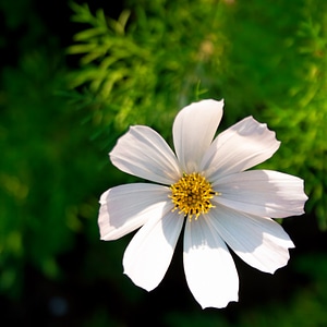 White flower