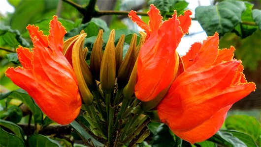 tuliplike orange Hawaiian flowers photo