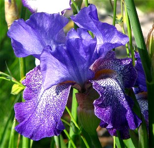 purple and white bearded iris