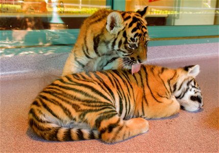 Dreamworld Tiger Island cubs photo