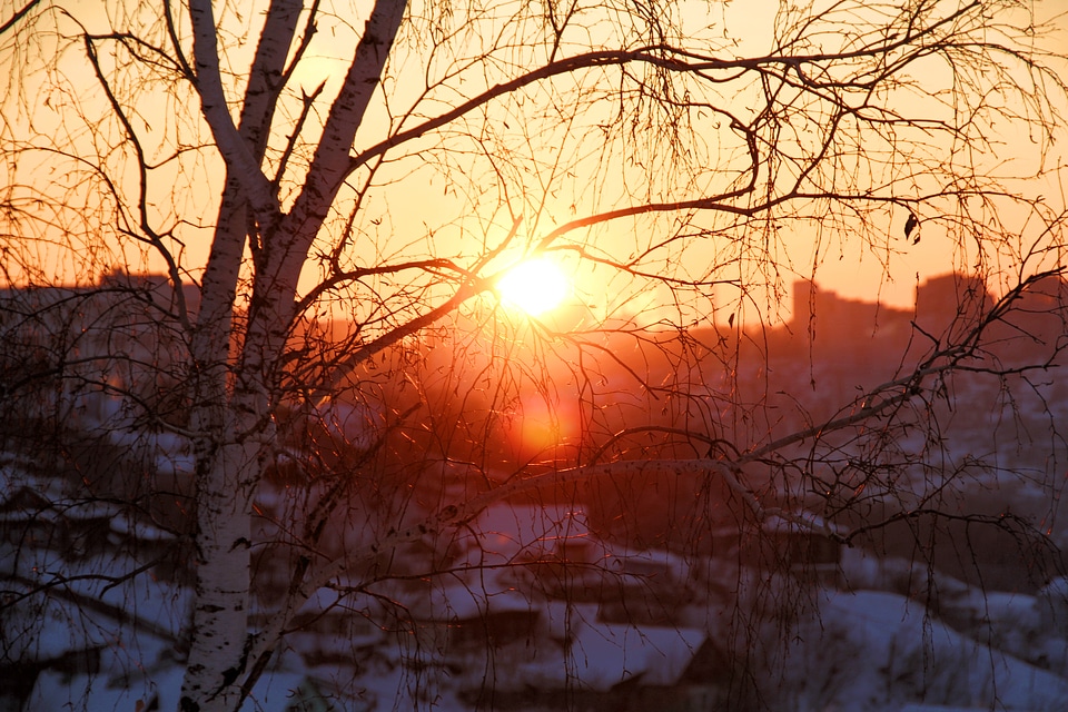 Tree branch in sunshine photo