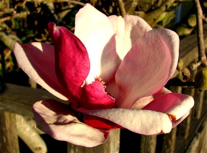 pink and white magnolia 2 photo