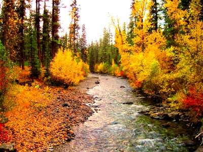 Fall Color on the Imnaha River by Hell's Canyon, Wallowa-Whitman National Forest photo