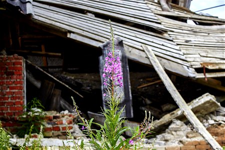 Flower on an abandoned farm photo
