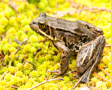 Bull Frog on Moss-Unknown photo