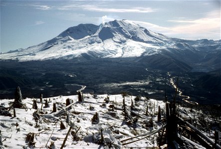 Gifford Pinchot National Forest, Mt St Helens NVM, volcano blown down trees.jpg photo