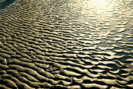 Natures Magic Patterns of Gold photo