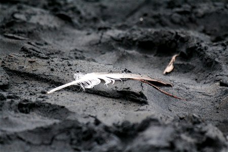 feathers and tar photo