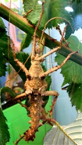 spiny stick insect photo