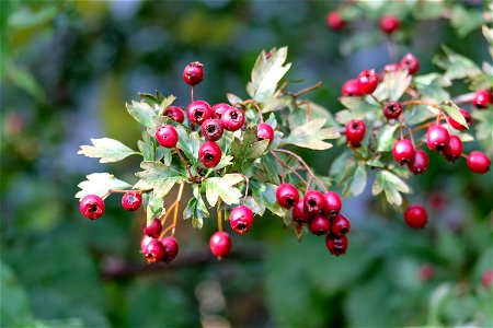 Rosehip Branch photo