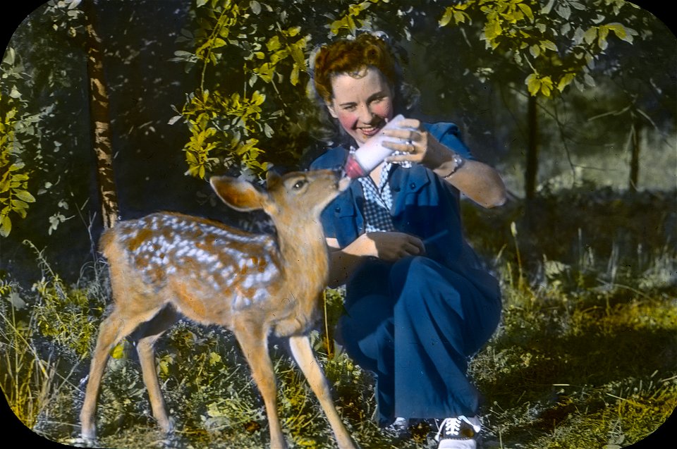 411548 Feeding Fawn at Glacier CCC Camp, Mt. Baker NF, WA 1939 photo