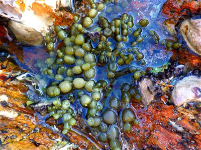 Life in a rock pool