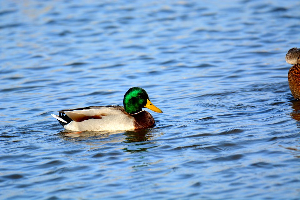 Canard colvert (Anas platyrhynchos)