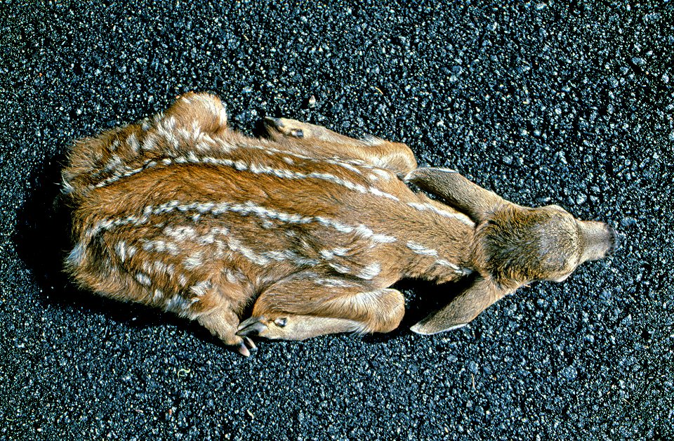 Umpqua NF Blacktail Fawn on 238 Highway - 6-14-1984 GWW photo