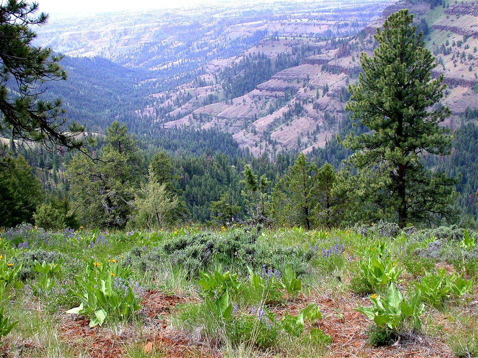 Umatilla-Potamus Canyon