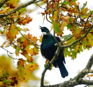 Warbling in autumn delight photo