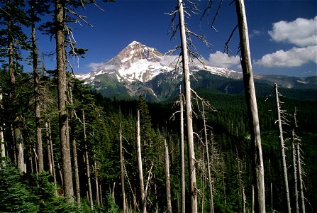 Mt Hood and Forest, Mt Hood National Forest.jpg photo