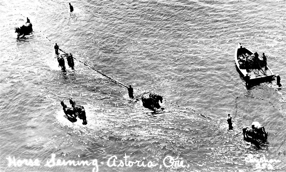 252 Horse Seining, Astoria, Ore. photo