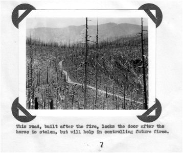 Forest Road in Burned Area photo