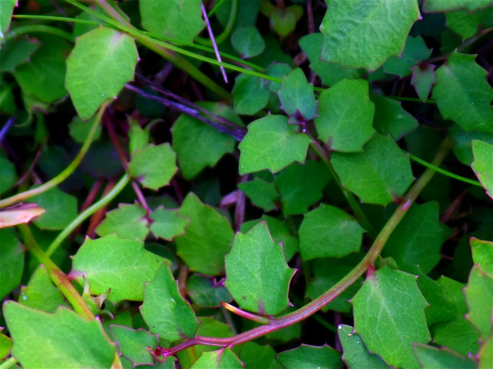 In the undergrowth