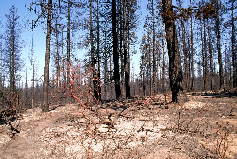 361 McKay Butte Fire, Deschutes National Forest photo