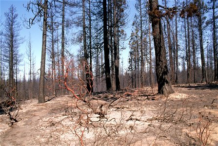 361 McKay Butte Fire, Deschutes National Forest