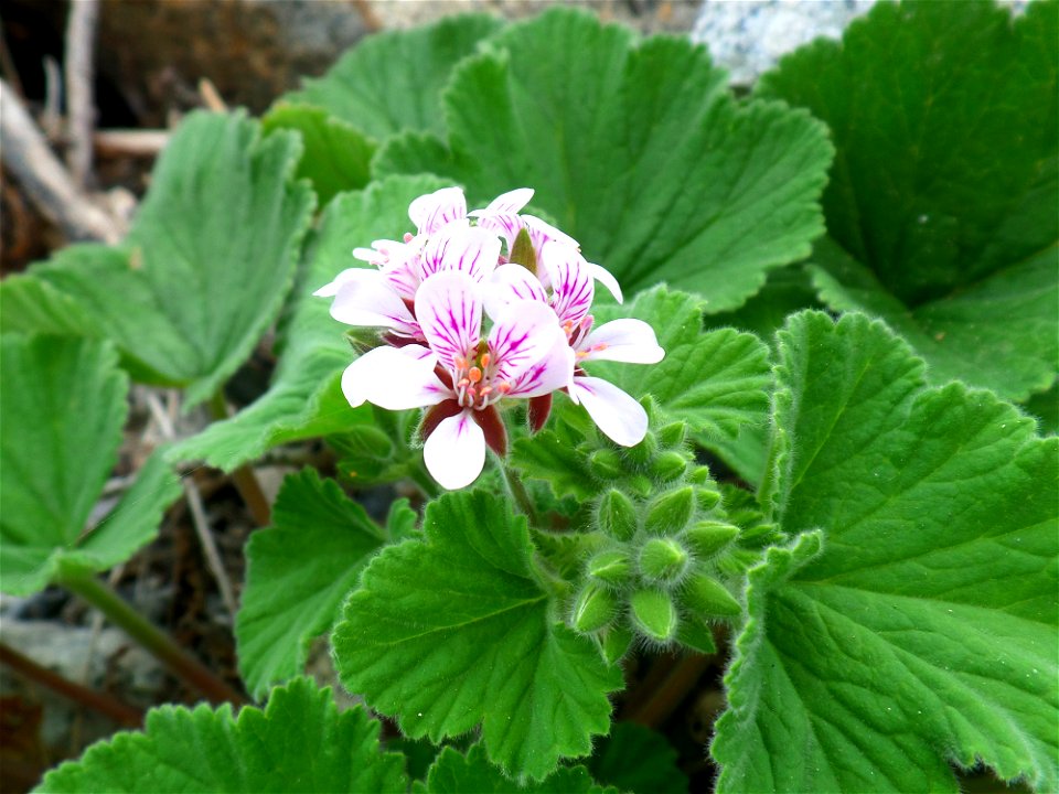 Australian Native Geranium photo