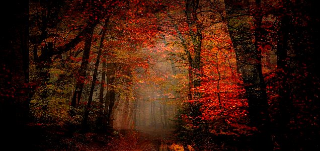 il bosco delle favole