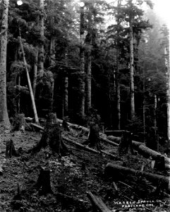 201 Spruce Logged Area photo