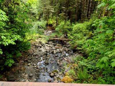 Creek at Forest Road 2204 by Doug Parrish, May 2018 photo