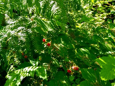 Thimbleberries and ferns at Verlot, Mt. Baker-Snoqualmie National Forest. Photo taken by Anne Vassar July 26, 2020 photo