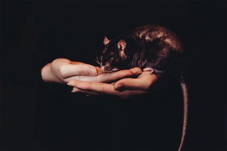 Girl holding a rat photo