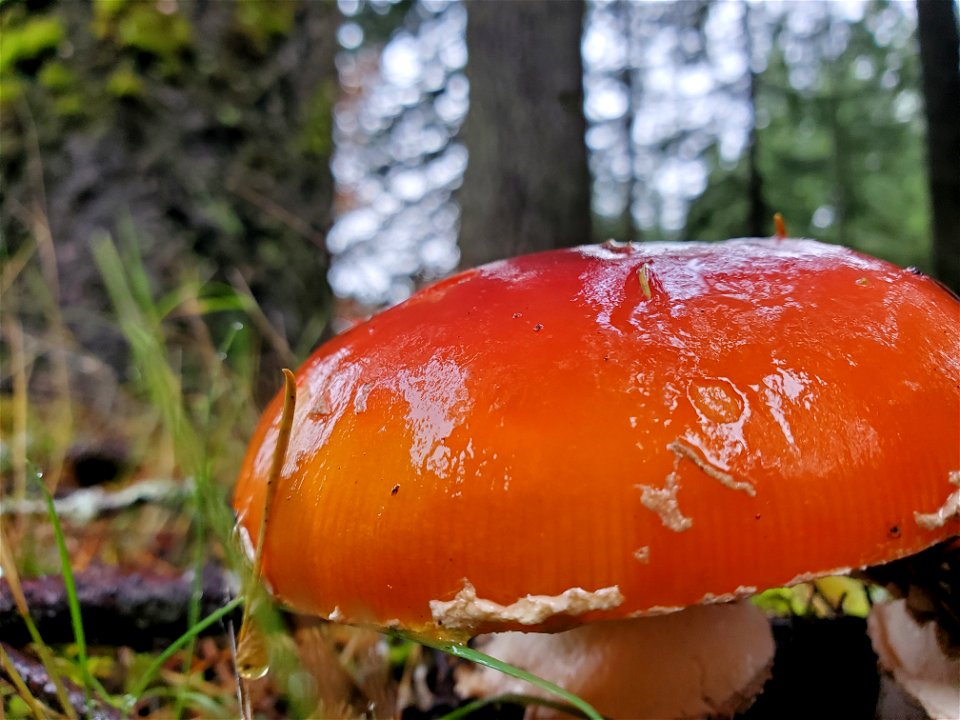 Fly agaric, Mt. Baker-Snoqualmie National Forest. Photo by Anne Vassar November 23, 2020.