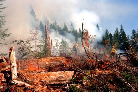 Logging slash burning-3.jpg