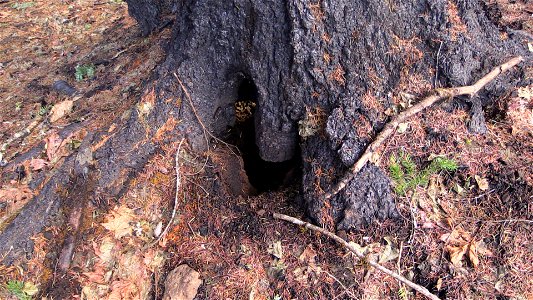 Areas that burn inside a tree or in a deep root structure can hold heat for a very long time even after rain and snow events. photo