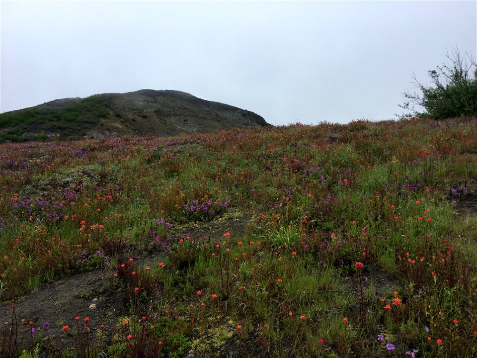 20190702 Wildflowers in bloom at MtStHelensNational Volcanic Monument.