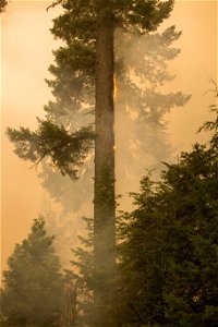 wildfire-emitting-smoke-vertical photo