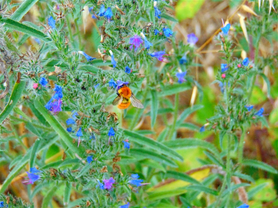 Bee Among Flowers