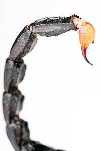 Scorpion tail photo